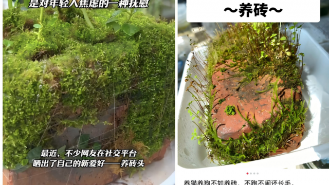 年輕人開(kāi)始“養(yǎng)磚頭”，品牌能從中抄到什么作業(yè)？